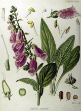 Digitalis purpurea drawings by Franz Köhler